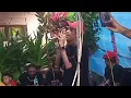 Download Lagu Lagu Terbaru (Di Telpon Se Bilang Sayang)- Karaoke fresly Nikijuluw