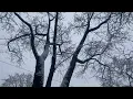 Lagu Snow Covering Trees in Canada