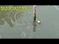 Download Lagu MANCING SPOT PINGGIRAN PAS DI SARANG IKAN KAKAP PUTIH!! Mancing kakap putih