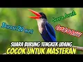 Download Lagu Suara Burung Tengkek Udang Gacor, Cocok Untuk Latih Masteran Burung Pemula