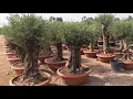 Olive Tree Olea Europaea Mushroom shape