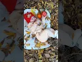 Download Lagu Mahlin in autumn leaves❤️#baby #cute #cutebaby #love #babygirl #babypictures