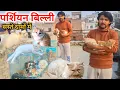 Buy Persian Cat at cheap prices Persian Kittens Persian Kittens for sale Lucknow pet shop