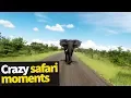 Download Lagu Top 20 Incredible Safari Moments Caught on Camera