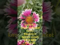 Gaillardia flowers resemblance of the flowers to the colors of American blankets
