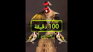 100دقيقة تغريد حسون بري 100 