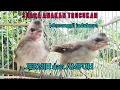 Download Lagu Suara Anakan trucukan pikat, jernih dan ampuh buat Pancingan burung trucukan jantan