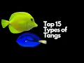 Top 15 Types of Tangs (and the BEST TANGS for Beginners)