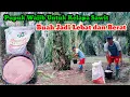 Lagu Manfaat Pupuk KCL Untuk Pohon Kelapa Sawit, Buah Jadi Lebat dan Berat