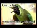 Lagu Masteran Cucak Ijo Gacor Tembakan Kasar Mesin Jahit