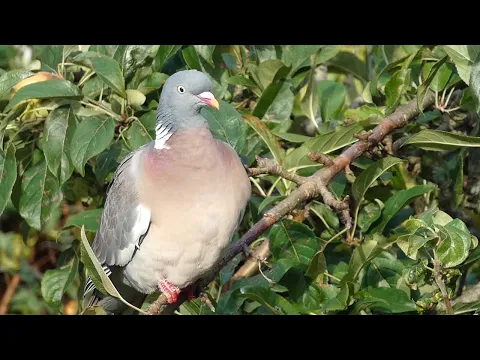 Download MP3 Wood Pigeon Call (Columba palumbus)