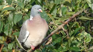 Wood Pigeon Call Columba Palumbus 