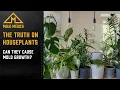 The Truth About Mold Houseplants - Can They Cause Mold Growth