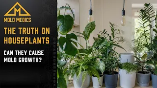 The Truth About Mold Houseplants - Can They Cause Mold Growth