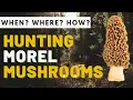 Morel Mushroom Hunting When and Where to Find Morels in 2024