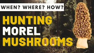 Morel Mushroom Hunting When and Where to Find Morels in 2024