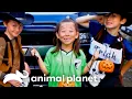 Download Lagu A Young Girl Is Infected With Rabies | Monsters Inside Me | Animal Planet