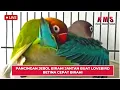 Download Lagu PANCINGAN JEBOL BIRAHI JANTAN BUAT LOVEBIRD BETINA CEPAT BIRAHI