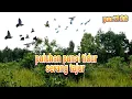 Lagu emang seru mulut punai tidur gak jauh dari tempat tidurnya