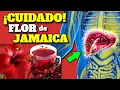 Download Lagu ¡HIBISCO! (Agua de Jamaica): una SUPER bebida REPLETA de beneficios