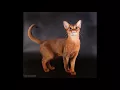 much does abyssinian cat cost