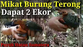 Download Mikat  Burung Terong dapat 2 Ekor Puyuh Hutan Sumatera MP3