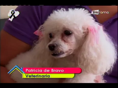 Cómo eliminar el mal olor en las mascotas