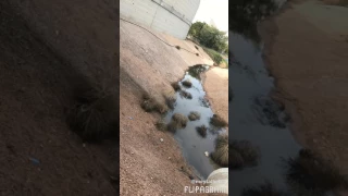 צלצול לפלאפון Filpagran 