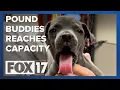 Pound Buddies at capacity with more than 100 dogs
