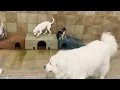 Social Event - Dog Doggie Daycamp