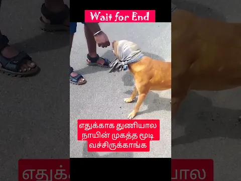 எதுக்காக துணியால நாயின் முகத்த மூடி வச்சிருக்காங்க #dog #mask #short #humanity