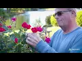 Cardiology Cardiologist Was at Hospital in a Heartbeat Ascension