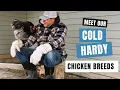 Our choice for cold hardy chicken breeds
