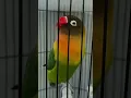 Lagu Suara Burung Lovebird fighter ngekek 1Menit Mantap #shorts