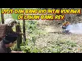 🔴TERBARU BANG REY LAMPUNG UYUT NOTOROGO MENCARI BANG RIO DAN RENO MALAH BERTEMU KURAWA DI LAHAN