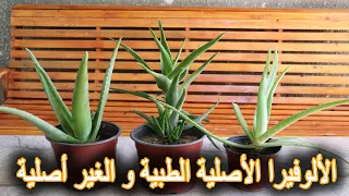 إكتشف الالوفيرا الأصلية الطبية و الغير أصلية 