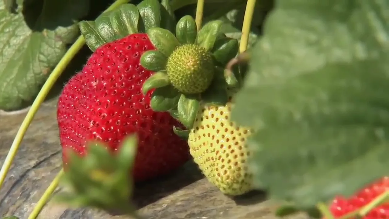 California Strawberry Harvest