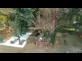 makam di dalam akar pohon \