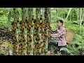 Download Lagu Tôi đã thu hoạch quả cóc hoang dã trong một ngày đem bán -  Cuộc sống nông trại | Triệu Văn Tính