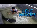 Download Lagu Mengerikan!!! WUJUD LELE RAKSASA UMUR 15 TAHUN ( Cat Fish ) - Tim UK Ucup Klaten
