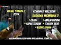 Download Lagu KOMBINASI MASTERAN KASARAN TERMEWAH..!!!CILILIN, GEREJA TARUNG, KAPAS TEMBAK, TENGKEK BUTO !!