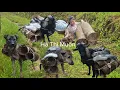 Download Lagu Vietnamese girl and dogs, goats trap fish with bamboo baskets and pick bamboo shoots in the forest