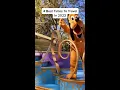 Best Times to Travel to Walt Disney World in 2023