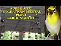 Download Lagu TERAPI SUARA SIMULASI LOMBA PLECI || 99% TINGKATKAN MENTAL PLECI LEBIH NGOTOT !!