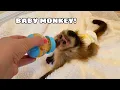 Download Lagu NEW BABY MONKEY AT MY HOUSE! WHERE'D HE COME FROM?!
