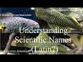 Understanding Fish Scientific Latin Names L Numbers pleco aquariums