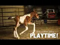 Colt Or Filly Gender and Weight Reveal For Our BRAND NEW FOAL