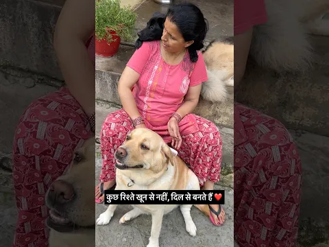rishte dil se bnte he 😍 || labra rubi || #shorts #youtubeshorts #labrador #dog #cute #emotional