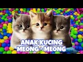 Download Lagu ANAK KUCING MEONG MEONG‼️  KUCING GAGAL NYOLONG‼️TAPI MASIH GEMES‼️GABISA MARAH‼️ #kucinglucu