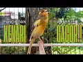 Download Lagu Cuit CUIT Masteran Kenari PAUD Super BUNYI Dijamin Cepat Gacor! \u0026 agar Kenari diam agar bunyi gacor
